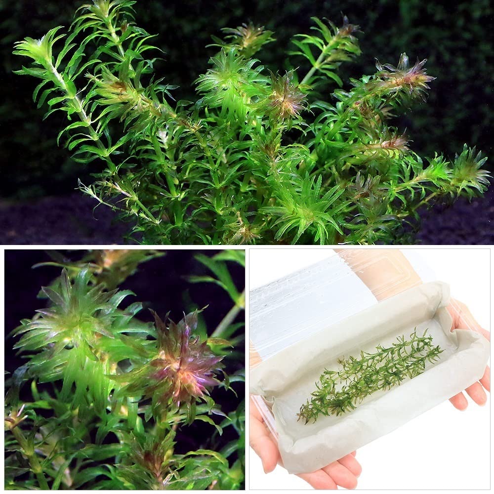 水草　トリミング　水中葉　無農薬　無害虫 水草 トリミング 水中葉 無農薬 無害虫